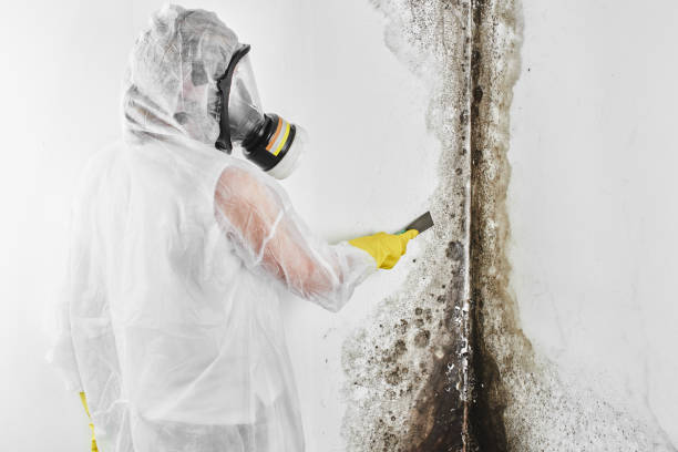 Best Same-Day Mold Removal  in Bladenboro, NC
