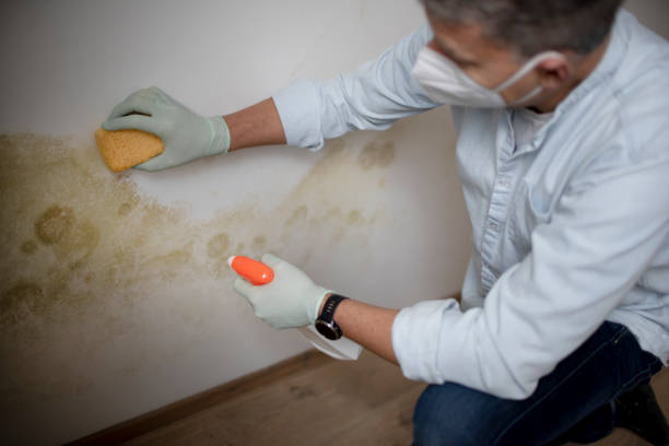 Best Mold Inspection  in Bladenboro, NC