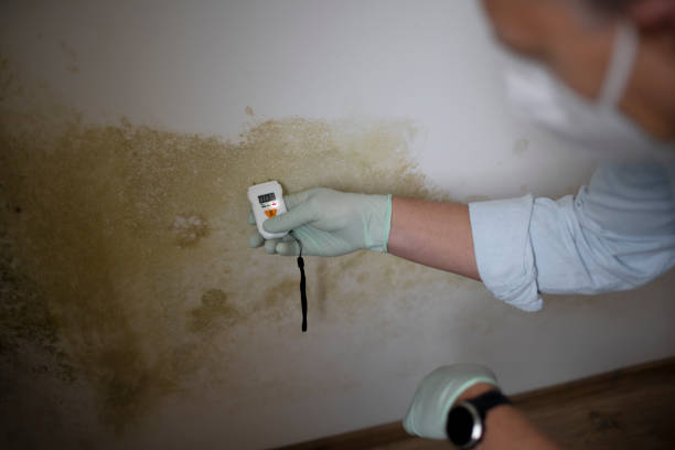 Home Mold Removal in Bladenboro, NC