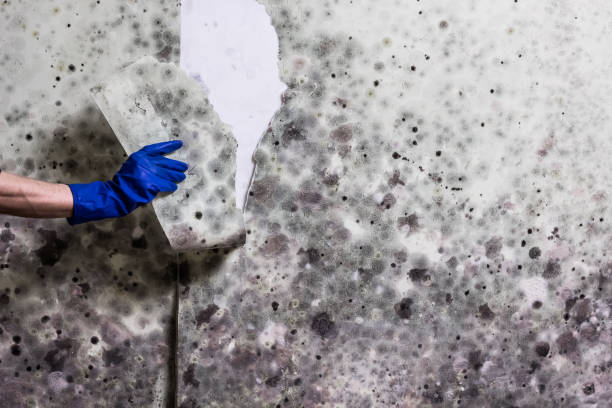 Best Crawl Space Mold Removal  in Bladenboro, NC
